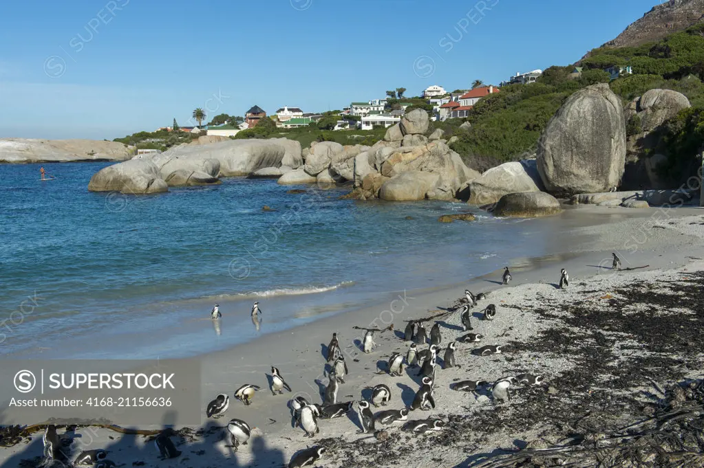 African penguins (Spheniscus demersus) on the beach at Boulder Beach, Simons Town near Cape Town, South Africa.