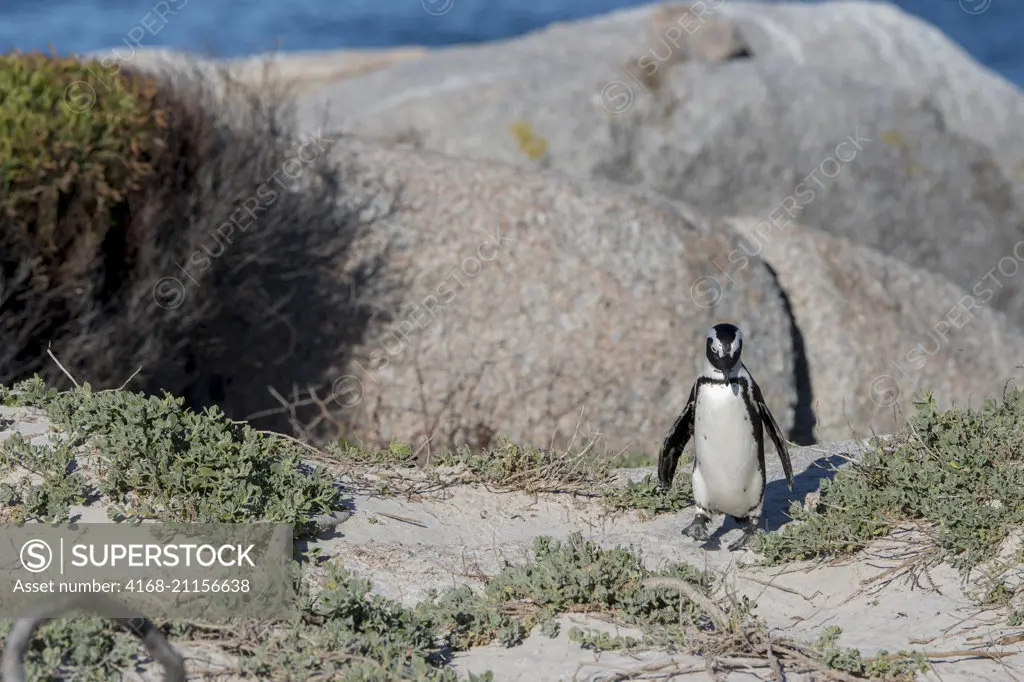 African penguin (Spheniscus demersus) at the colony at Boulder Beach, Simons Town near Cape Town, South Africa.