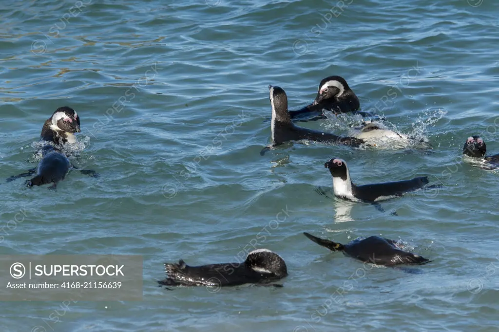 African penguins (Spheniscus demersus) swimming in the ocean at Boulder Beach, Simons Town near Cape Town, South Africa.