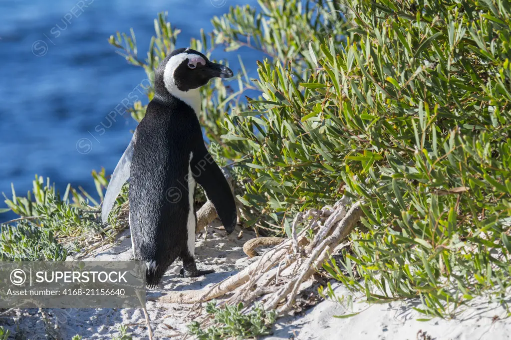 African penguin (Spheniscus demersus) at the colony at Boulder Beach, Simons Town near Cape Town, South Africa.
