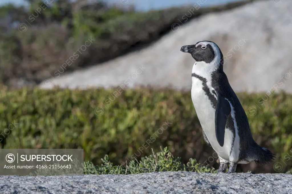 African penguin (Spheniscus demersus) walking at the colony at Boulder Beach, Simons Town near Cape Town, South Africa.