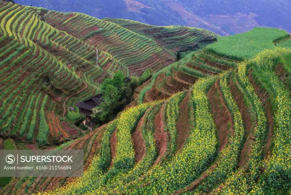 View of a farm house in terraced fields with Canola at Longji near Guilin in Guangxi Province in China.