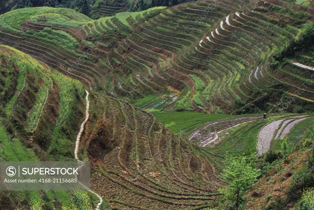 A farmer is working in terraced fields with Canola at Longji near Guilin in Guangxi Province in China.
