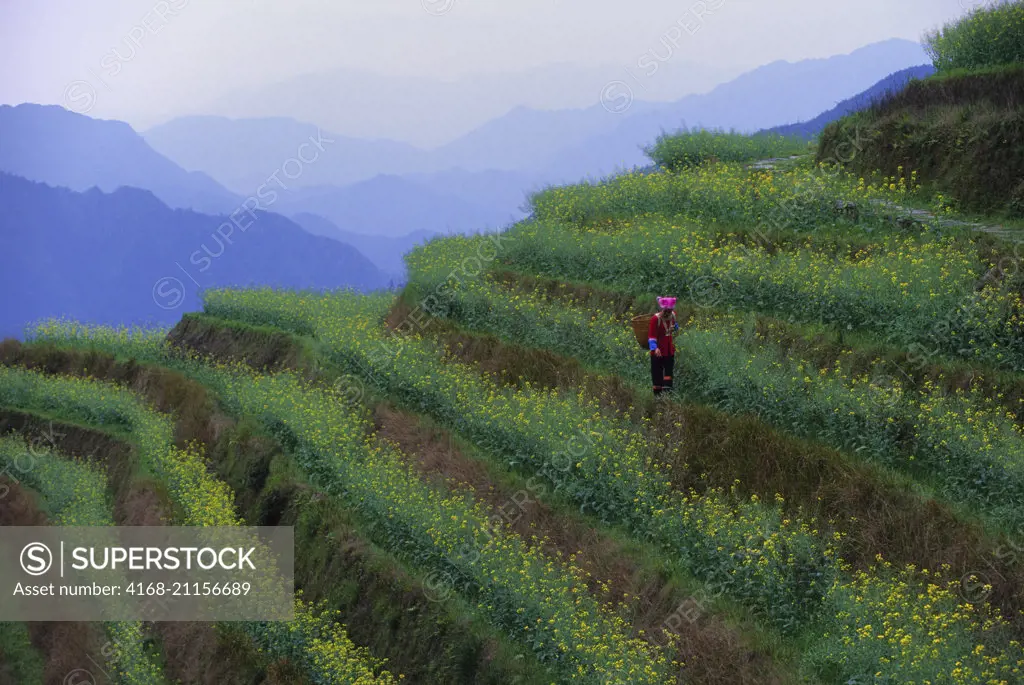 A Zhuang woman (Chinese ethnic group) working in terraced fields with Canola at Longji near Guilin in Guangxi Province in China.