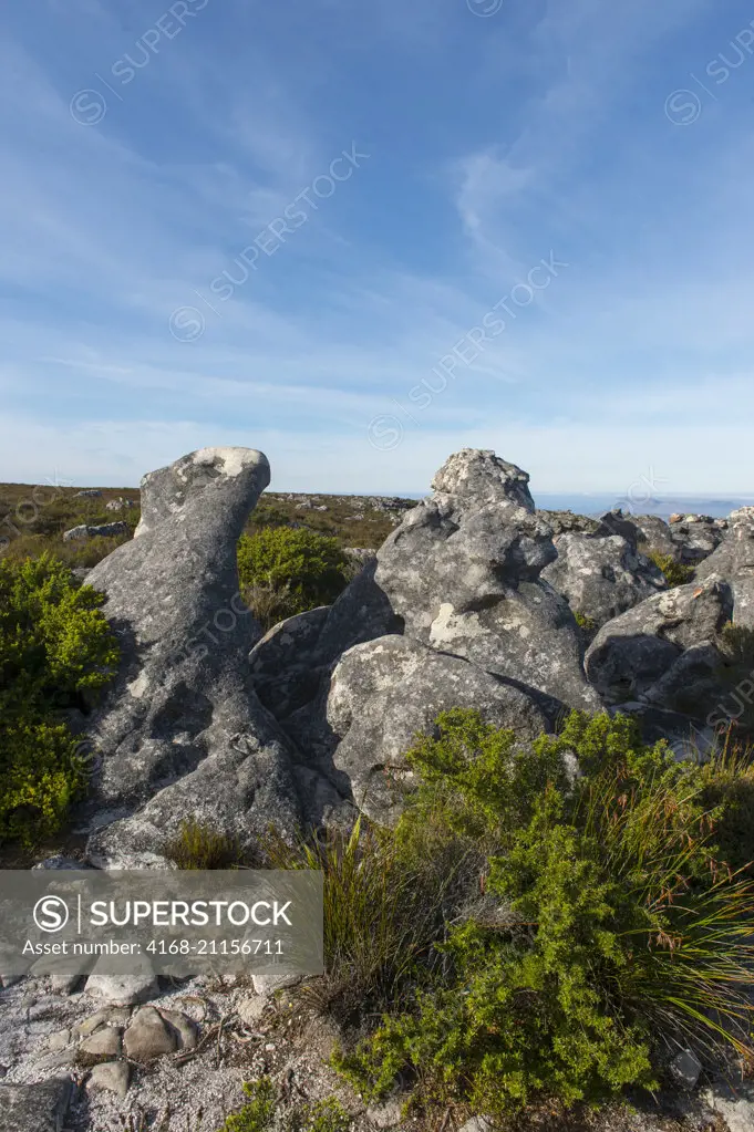 Landscape with vegetation and rocks in the National Park on top of Table Mountain in Cape Town, South Africa.