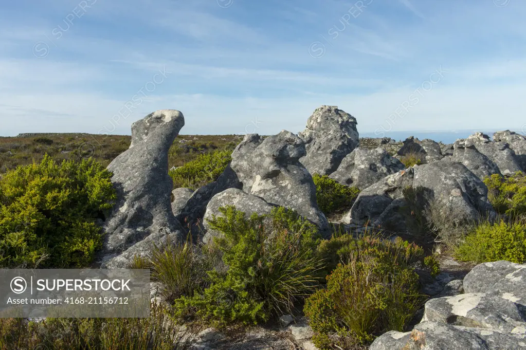Landscape with vegetation and rocks in the National Park on top of Table Mountain in Cape Town, South Africa.