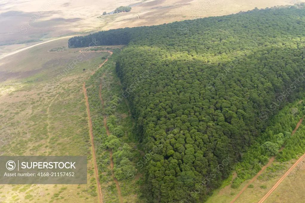 Aerial view of the pine tree plantation near Chelinda on the Nyika Plateau, Nyika National Park in Malawi.
