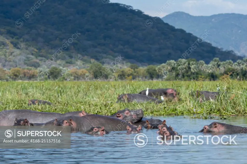 A group of Hippopotamus (Hippopotamus amphibius) with babies along the shore of the Shire River in Liwonde National Park, Malawi.