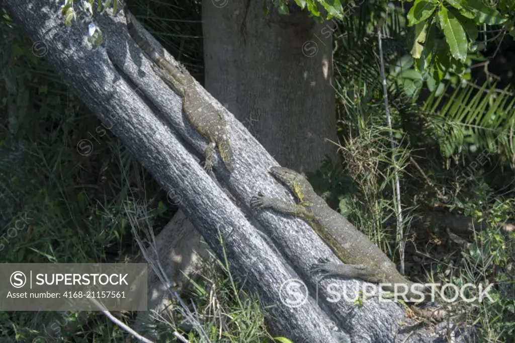 African water monitor lizards basking in the sunshine on a tree in Liwonde National Park, Malawi.