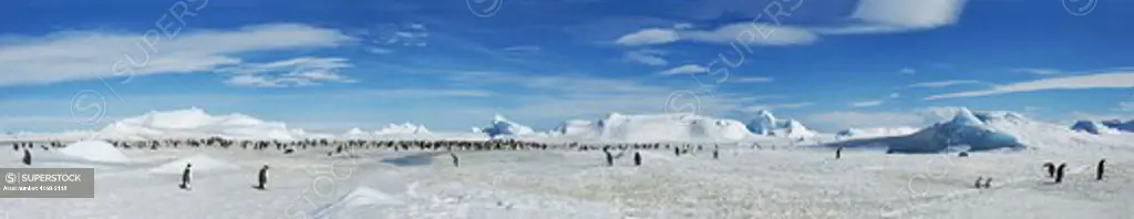 Antarctica, Weddell Sea, Snow Hill Island, Panorama Photo Of Emperor Penguin Colony Aptenodytes Forsteri And Icebergs