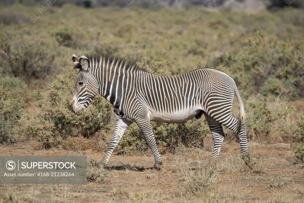 A Grevys zebra (Equus grevyi) stallion in Samburu National Reserve in Kenya.