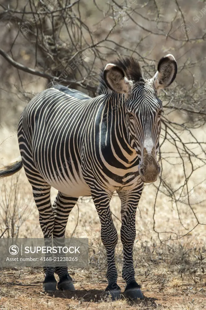 A Grevys zebra (Equus grevyi) is standing in the shade of a tree during the heat of the day in Samburu National Reserve in Kenya.