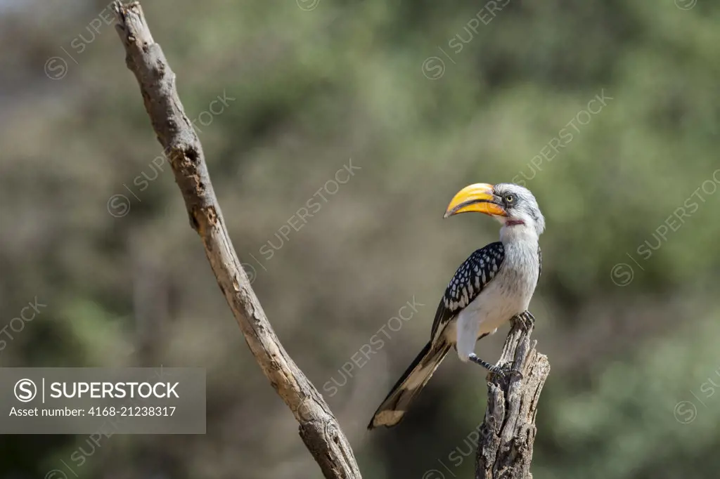 A yellow-billed hornbill is sitting on top of a tree stump in the Samburu National Reserve in Kenya.