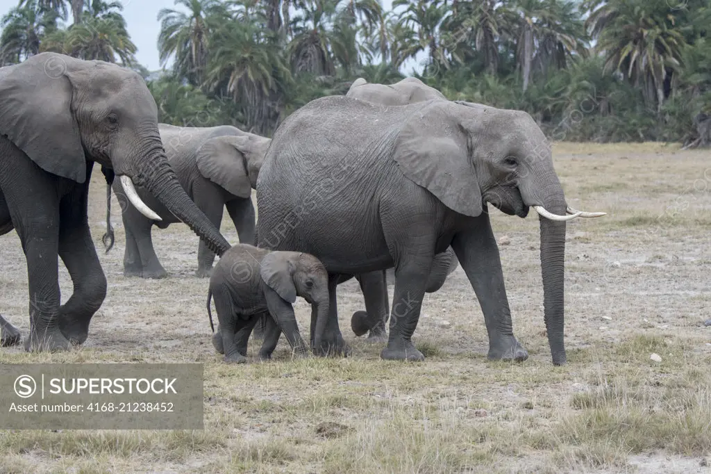 African elephants (Loxodonta africana) in Amboseli National Park in Kenya.