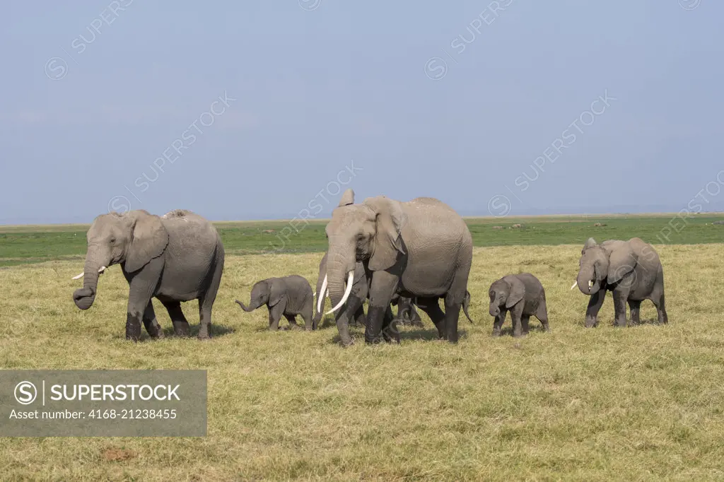 African elephants (Loxodonta africana) in Amboseli National Park in Kenya.