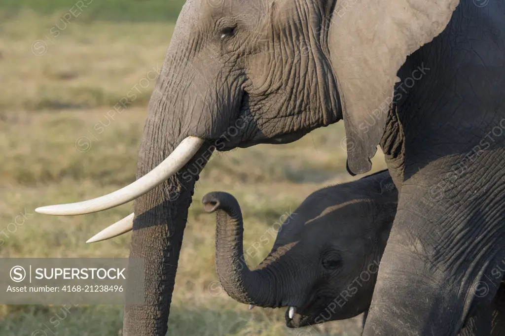 African elephant (Loxodonta africana) mother with baby in Amboseli National Park in Kenya.