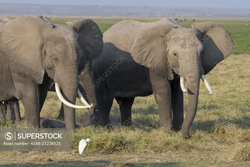 African elephants (Loxodonta africana) feeding on grass in Amboseli National Park in Kenya.