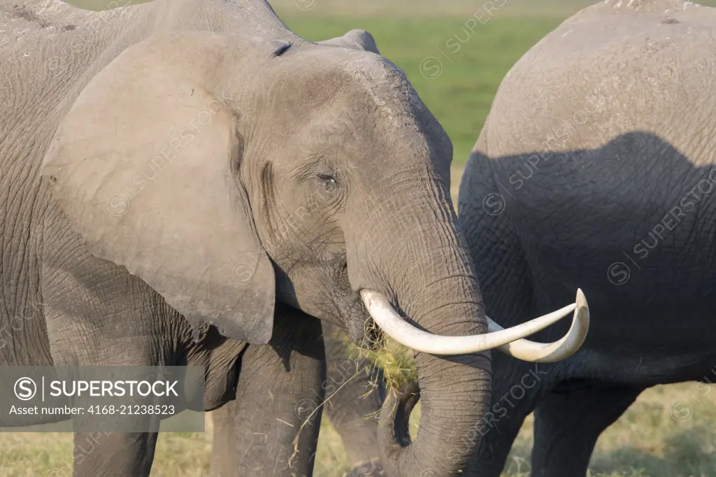 Close-up of an African elephant (Loxodonta africana) in Amboseli National Park in Kenya.