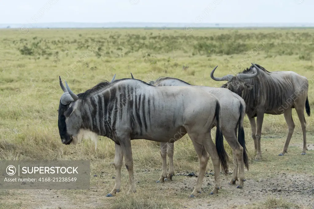 Wildebeests in Amboseli National Park, Kenya.