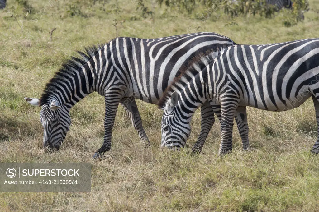Burchell's zebras (Equus quagga) grazing in Amboseli National Park, Kenya.