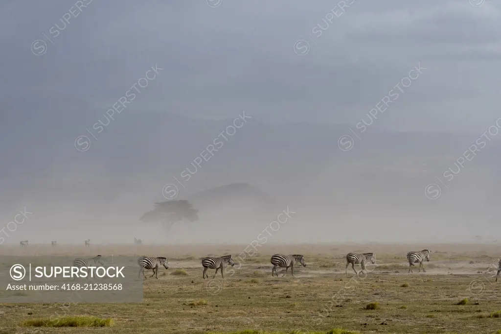 Burchell's zebras (Equus quagga) in a dust storm in Amboseli National Park, Kenya.