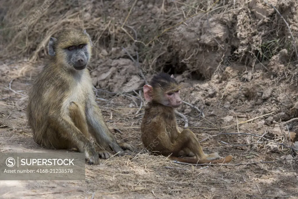 A Yellow baboon (Papio cynocephalus) juvenile and a baby in Amboseli National Park, Kenya.