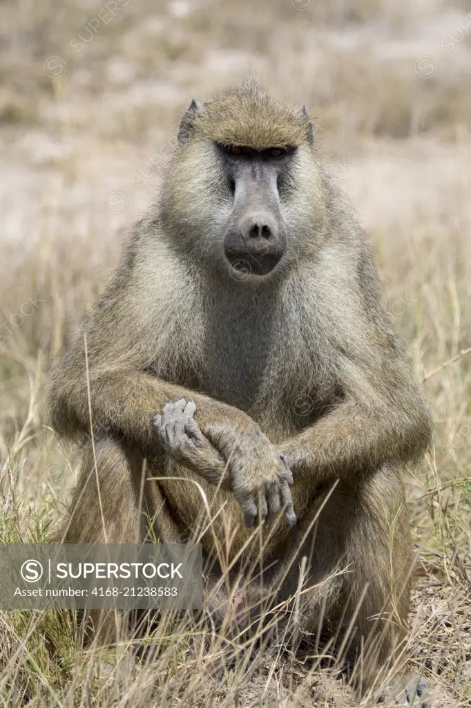 A Yellow baboon (Papio cynocephalus) male is sitting in the grass in Amboseli National Park, Kenya.