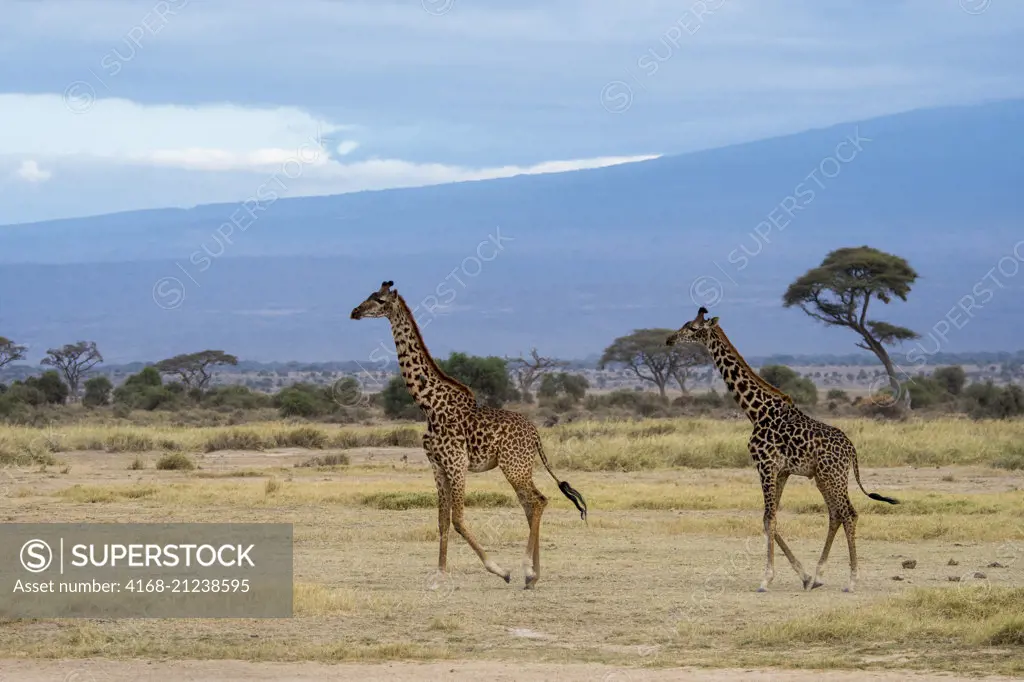 Masai giraffes (Giraffa camelopardalis tippelskirchi) in Amboseli National Park, Kenya.