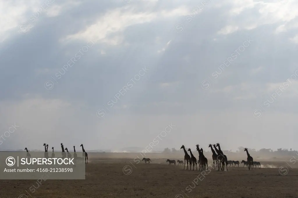 A tower (herd) of Masai giraffes (Giraffa camelopardalis tippelskirchi) and Burchell's zebras (Equus quagga) silhouetted in a dust storm in Amboseli National Park, Kenya.
