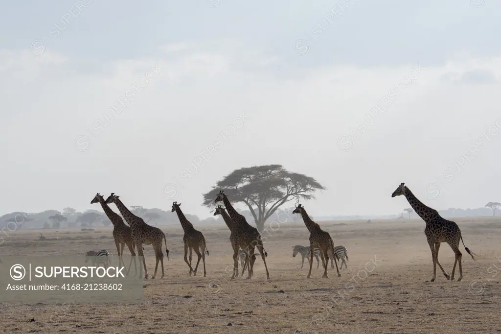 A tower (herd) of Masai giraffes (Giraffa camelopardalis tippelskirchi) and Burchell's zebras (Equus quagga) silhouetted in a dust storm in Amboseli National Park, Kenya.