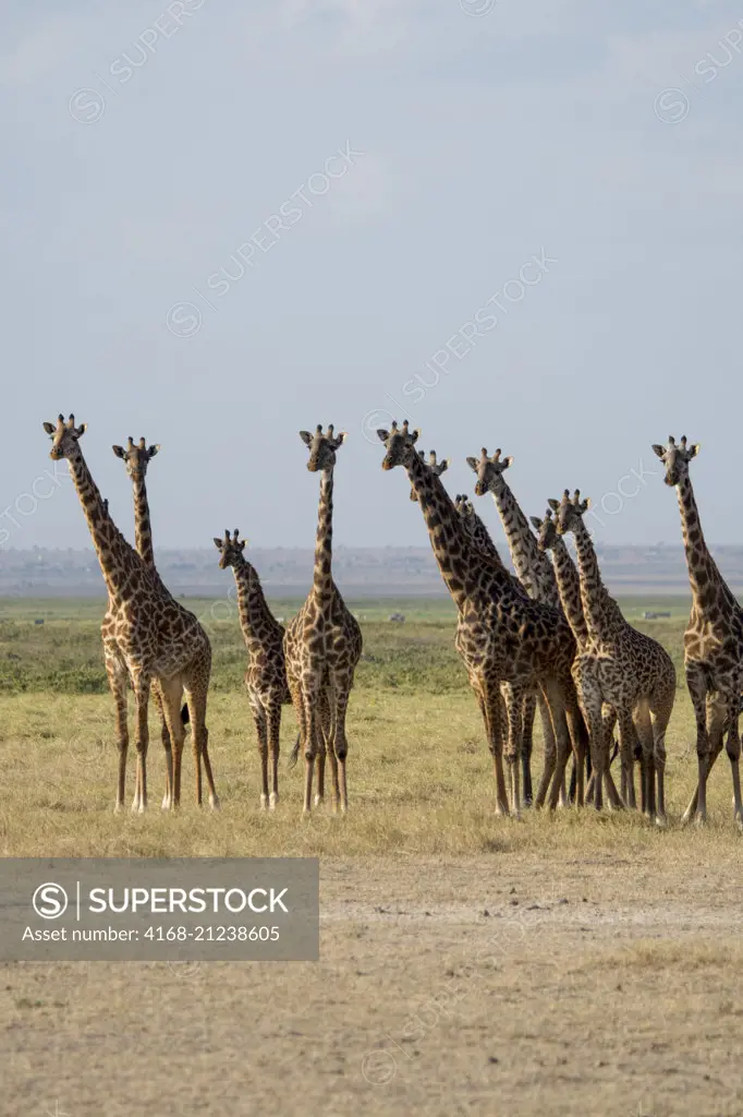 A tower (herd) of Masai giraffes (Giraffa camelopardalis tippelskirchi) in Amboseli National Park, Kenya.