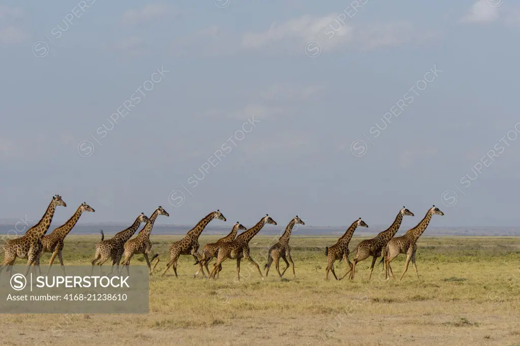 A tower (herd) of Masai giraffes (Giraffa camelopardalis tippelskirchi) in Amboseli National Park, Kenya.