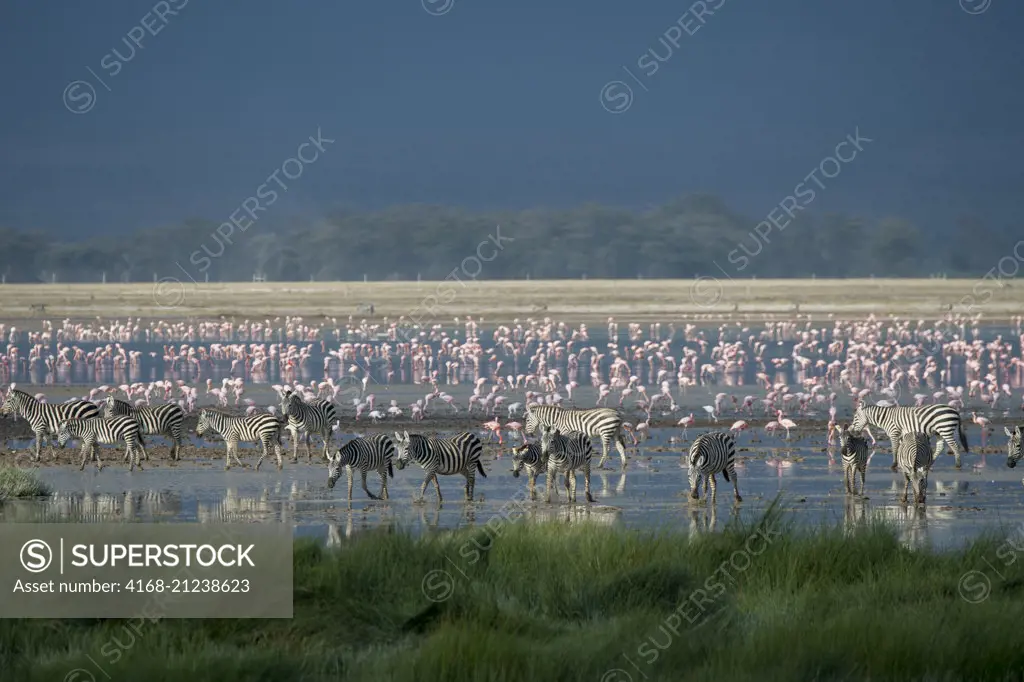 A group of Burchell's zebra crossing a shallow lake with flamingoes in Amboseli National Park, Kenya.