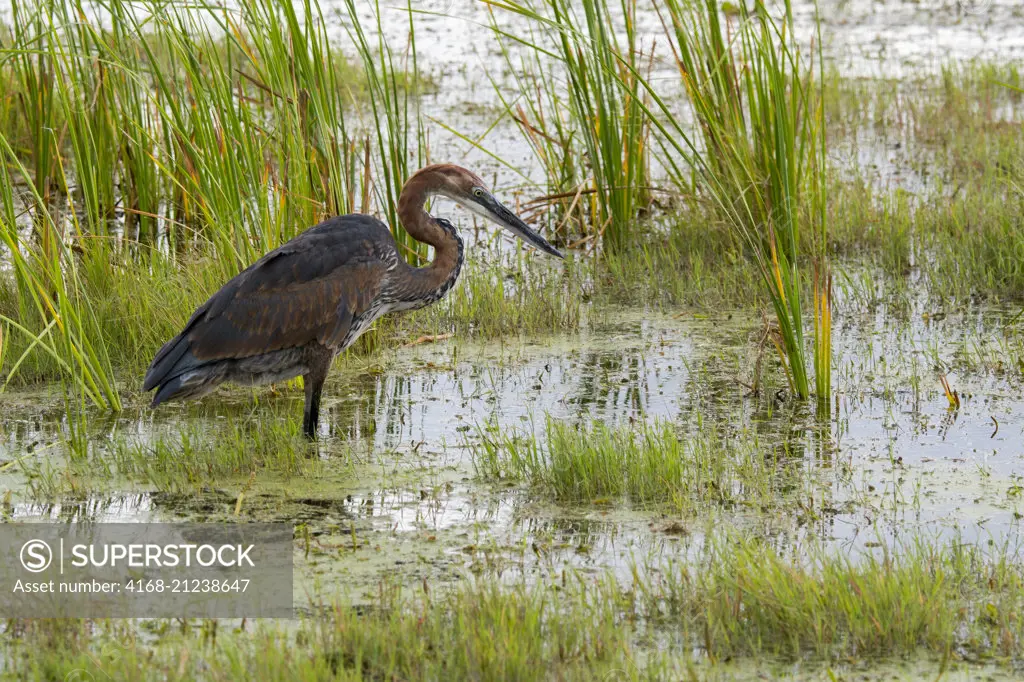 A Goliath heron (Ardea goliath) is fishing for food in a swamp in Amboseli National Park, Kenya.