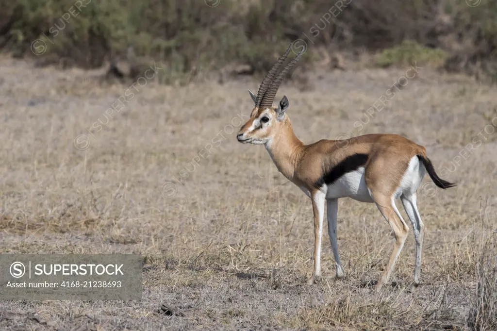 A male Thomson's gazelle (Eudorcas thomsonii) in Amboseli National Park, Kenya.