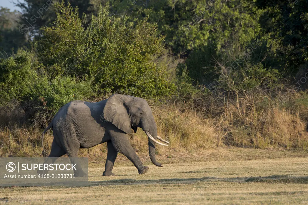 African elephant (Loxodonta africana) in South Luangwa National Park in eastern Zambia.