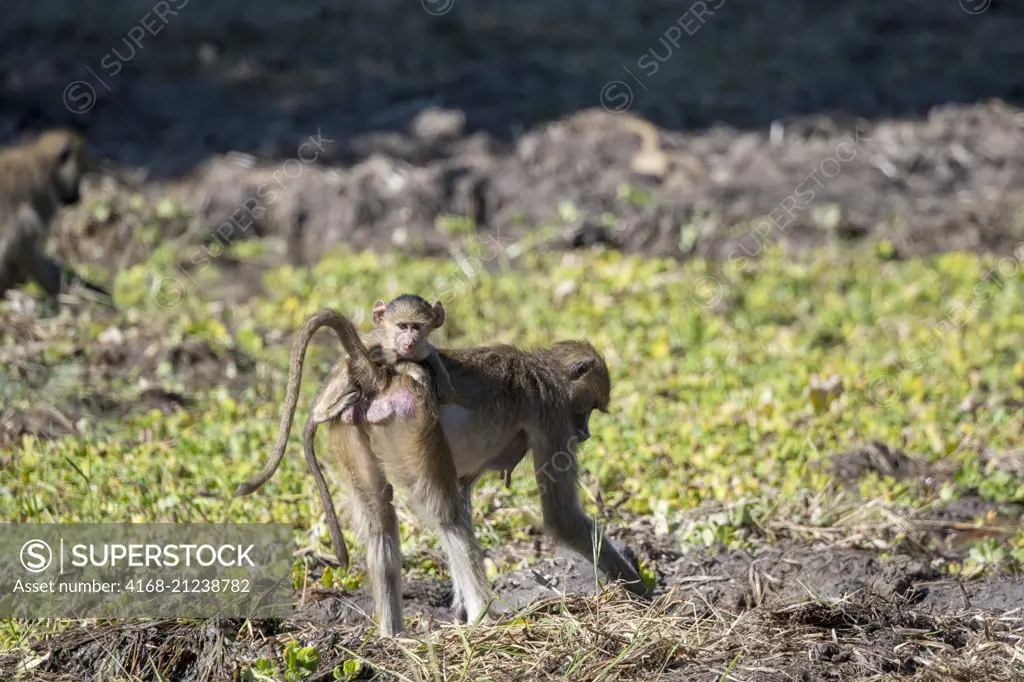 A Yellow baboon (Papio cynocephalus) mother is carrying her baby in South Luangwa National Park in eastern Zambia.