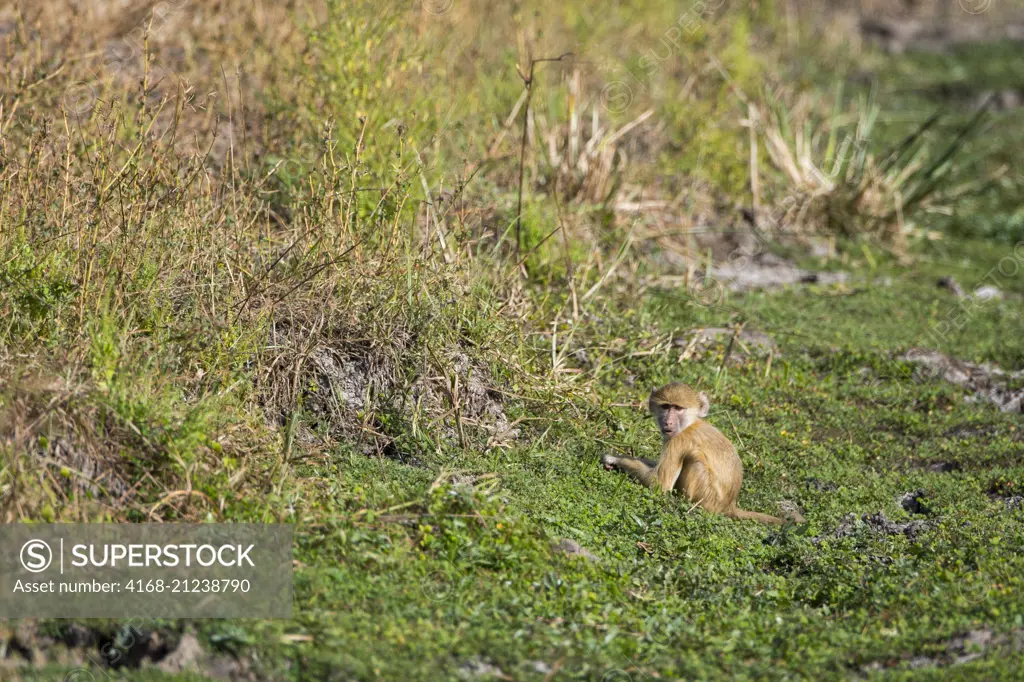 Yellow baboon (Papio cynocephalus) baby searching for food in grass in South Luangwa National Park in eastern Zambia.