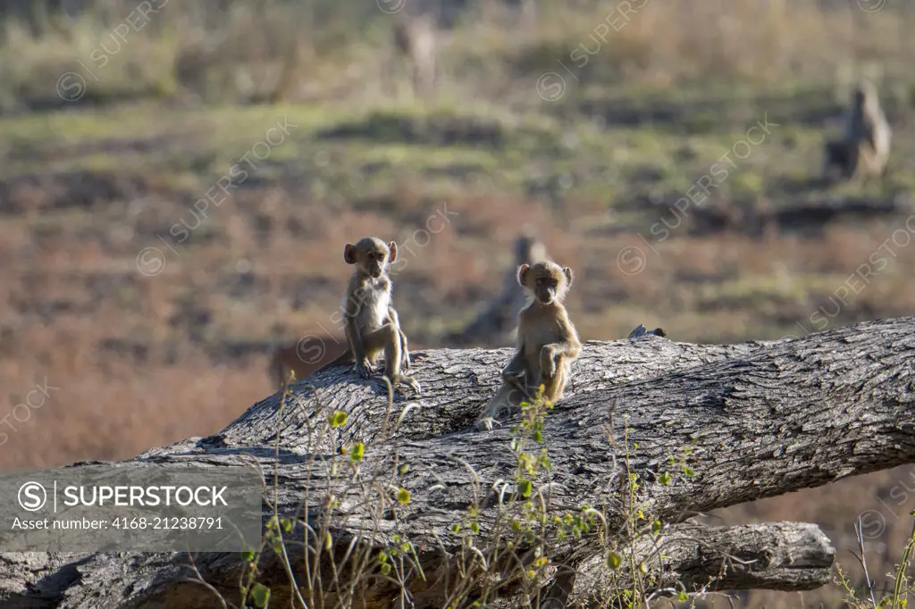 Yellow baboon (Papio cynocephalus) babies sitting on a tree stump in South Luangwa National Park in eastern Zambia.