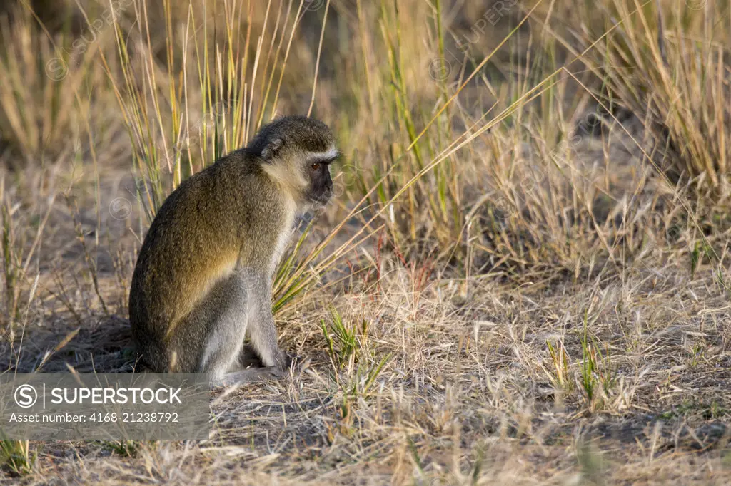 A Vervet monkey  (Chlorocebus pygerythrus) in South Luangwa National Park in eastern Zambia.