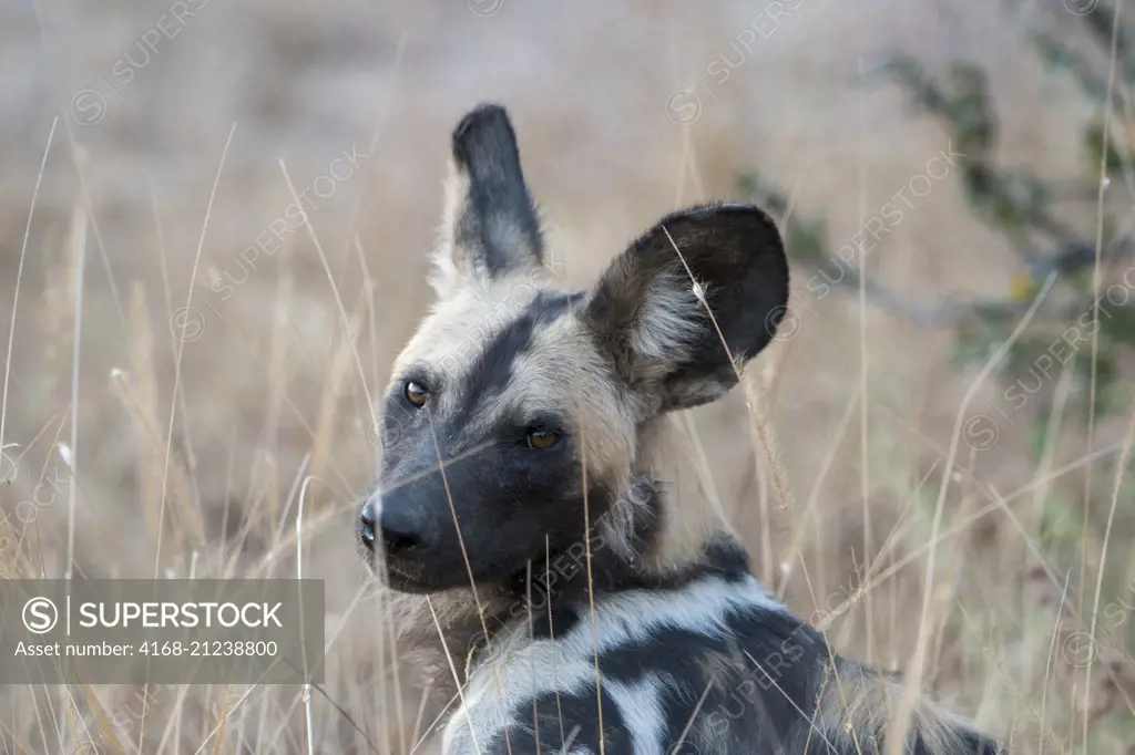 Portrait of an African wild dog (Lycaon pictus) in South Luangwa National Park in eastern Zambia.
