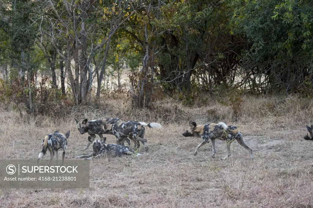 African wild dogs (Lycaon pictus) in South Luangwa National Park in eastern Zambia.