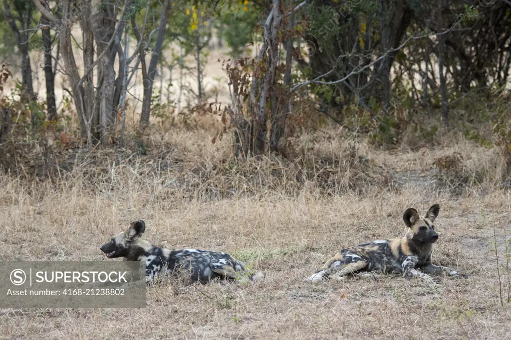 African wild dogs (Lycaon pictus) resting in grass in South Luangwa National Park in eastern Zambia.