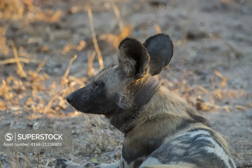 Portrait of a African wild dog (Lycaon pictus) with a collar in South Luangwa National Park in eastern Zambia.