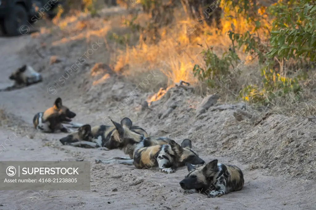 African wild dogs (Lycaon pictus) resting on a road in South Luangwa National Park in eastern Zambia.