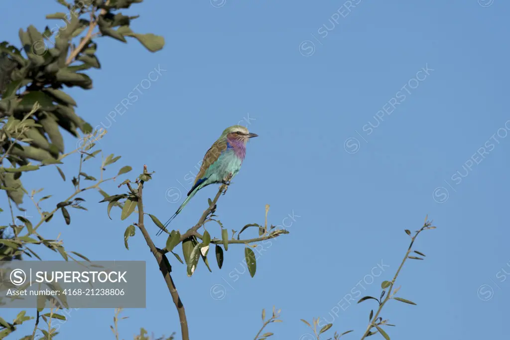 Lilac-breasted Roller (Coracias caudatus) perched on a branch in South Luangwa National Park in eastern Zambia.