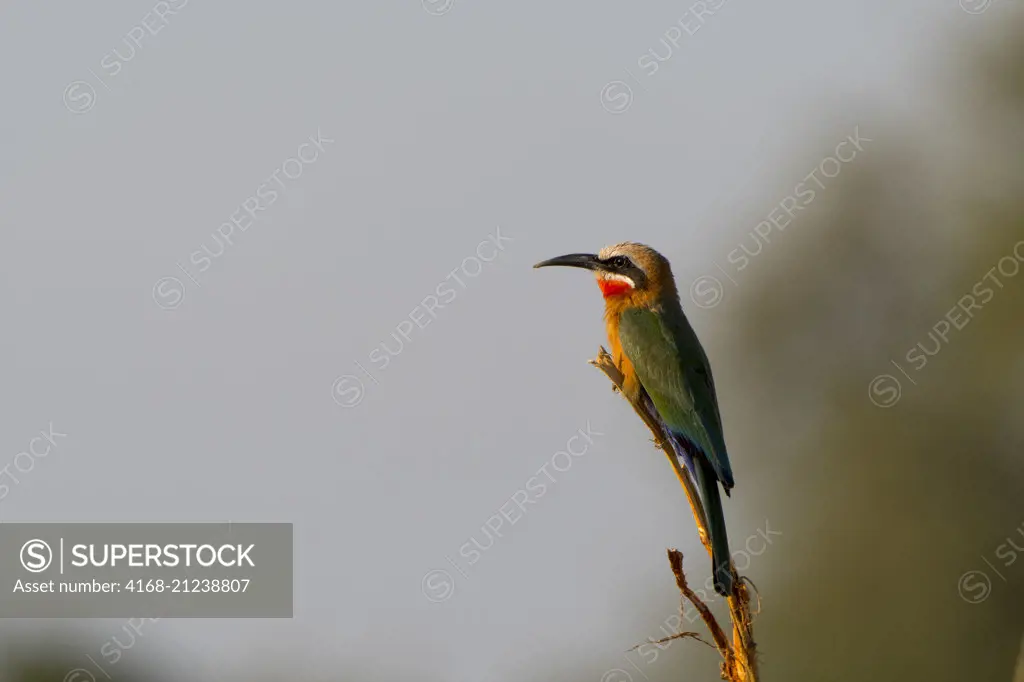 White-fronted Bee-eater (Merops bullockoides) perched on a branch in South Luangwa National Park in eastern Zambia.