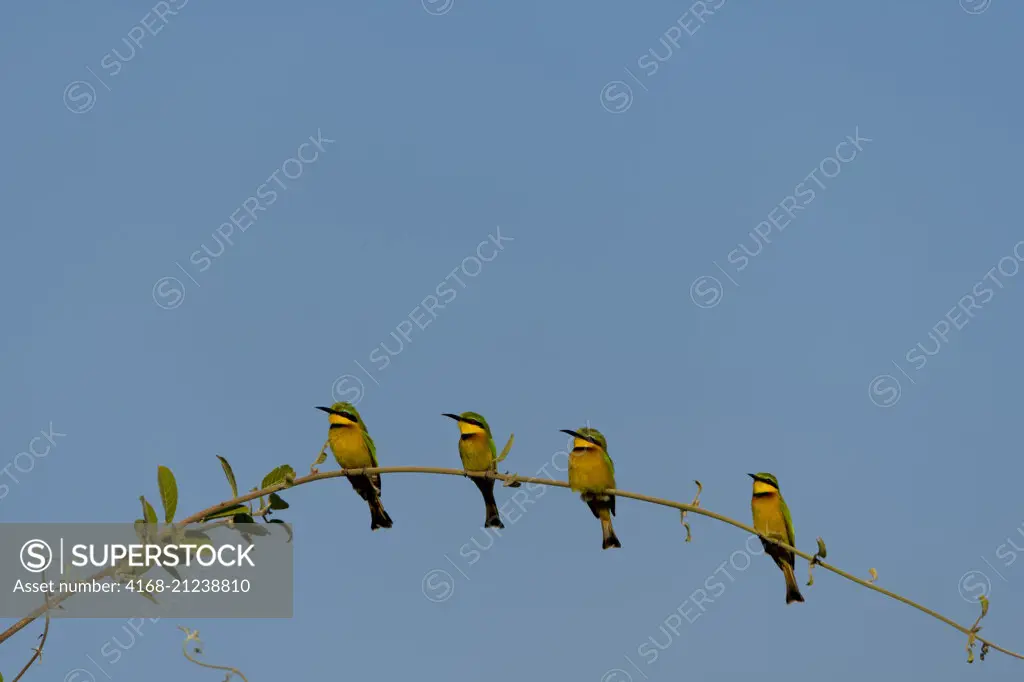 Four Little bee-eaters (Merops pusillus) are perched on a bush in South Luangwa National Park in eastern Zambia.