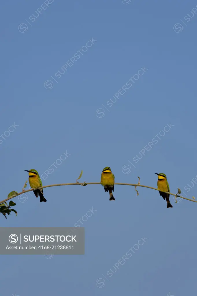 Three Little bee-eaters (Merops pusillus) are perched on a bush in South Luangwa National Park in eastern Zambia.