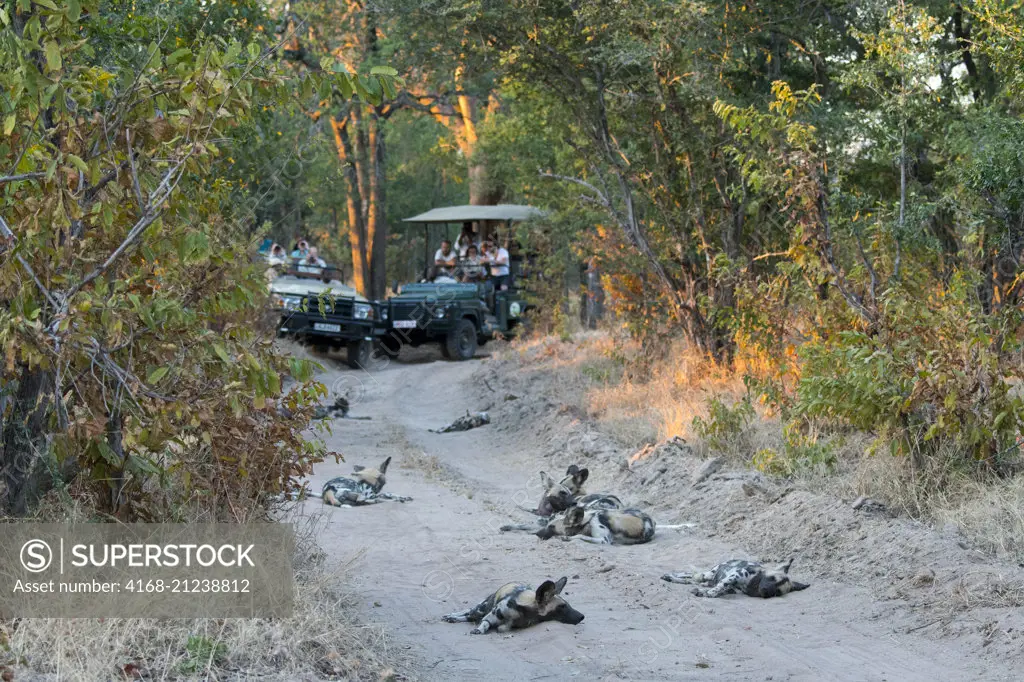 People watching African wild dogs (Lycaon pictus) in South Luangwa National Park in eastern Zambia.